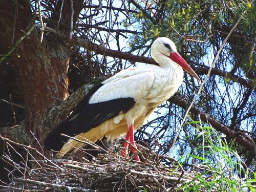 stork nest bird