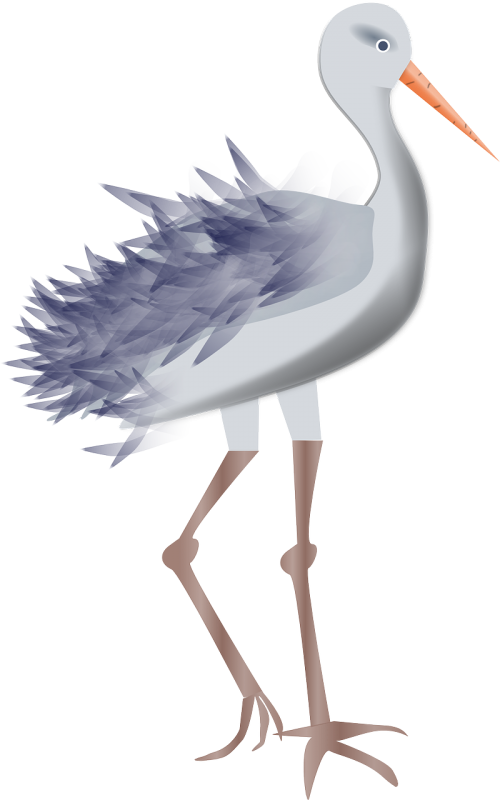 stork animal bird
