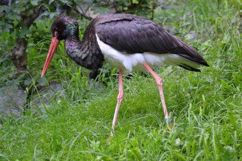 stork black stork nature
