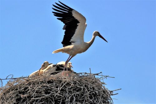 stork nest brood