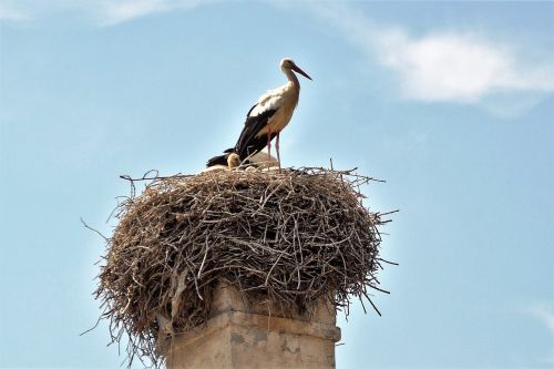 stork nest feeding