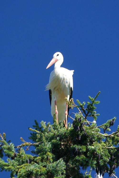 stork treetop bird park