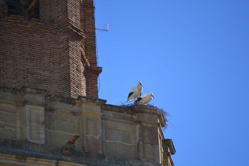 stork animal world bell tower