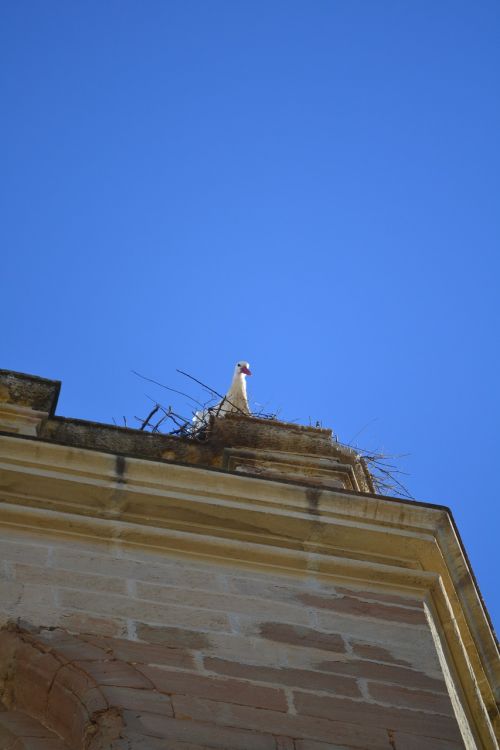 stork animal world bell tower