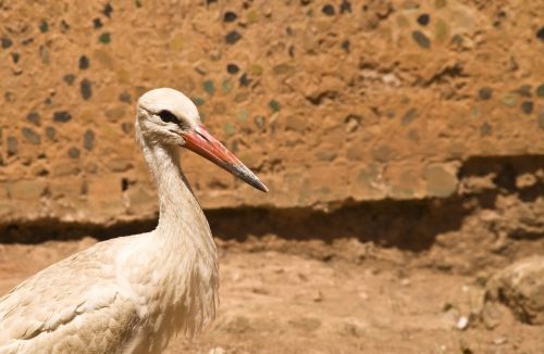 stork rattle stork africa