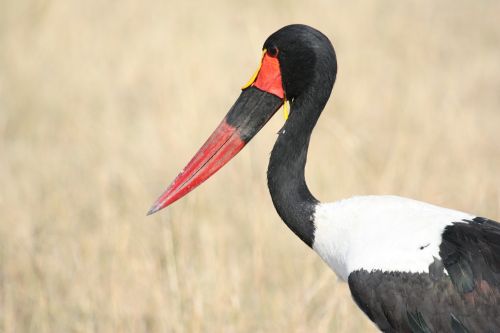 stork beak birds