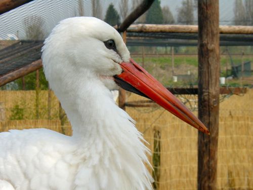 stork bird animal