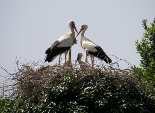 stork nest animals