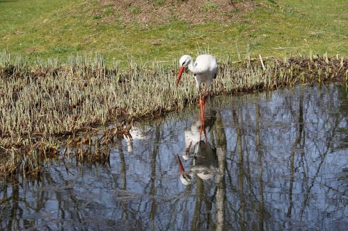 stork waters bird