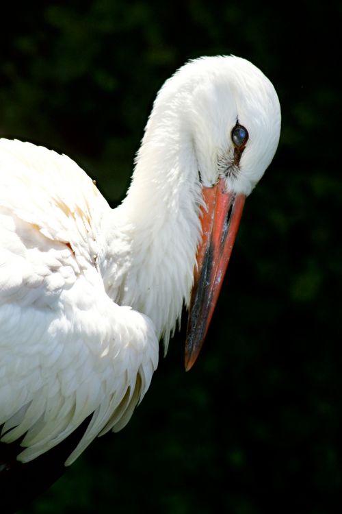 stork portrait animal portrait