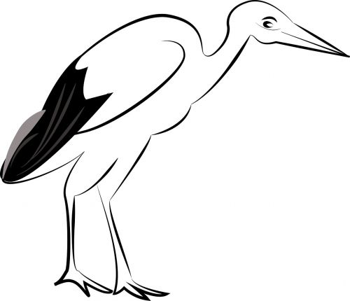 stork bird wild
