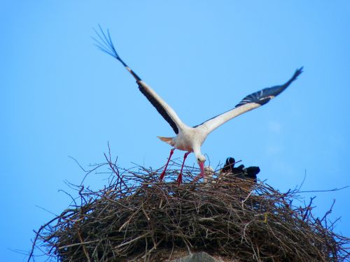 stork nest bird