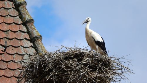 stork baby stork nesting