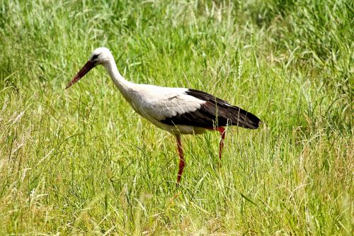 stork meadow eastern