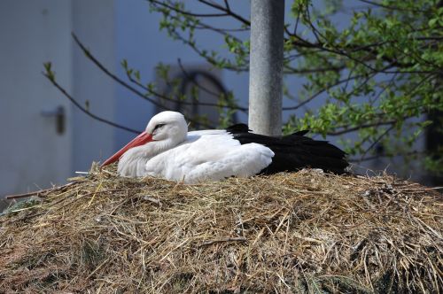 stork nest zoo