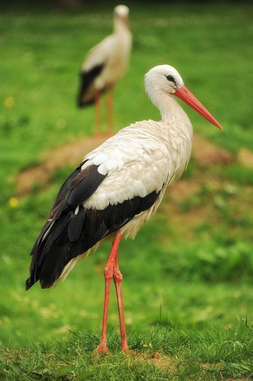 stork bird nature