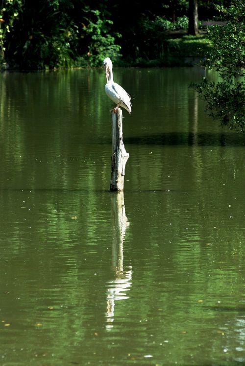 stork bird lonely