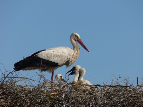 stork animal bird