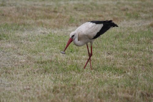 stork white stork rattle stork