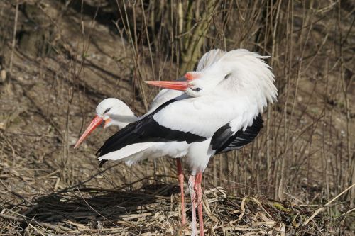 stork white stork rattle stork