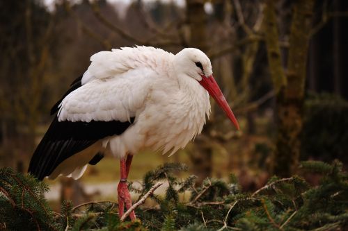 stork bird nest