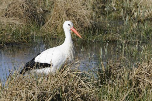 stork bird normandy