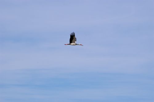 stork bird freedom