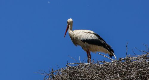 stork ave nest
