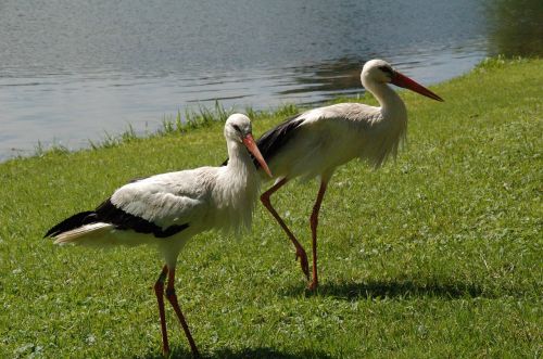 stork pair garden