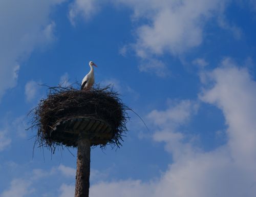 stork nest animal