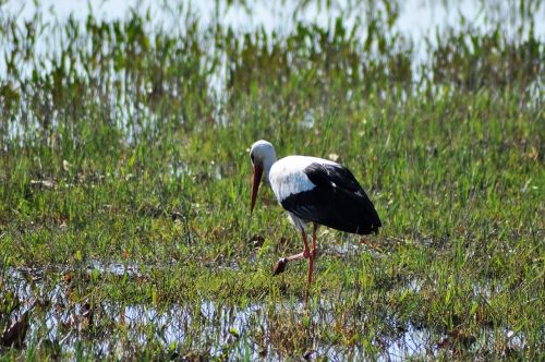 stork bird rattle stork