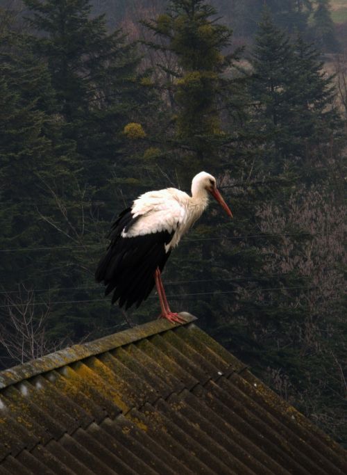 stork bird nature