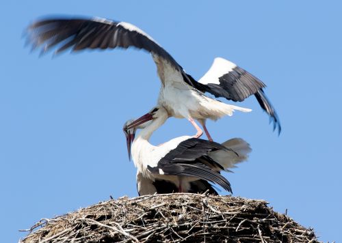 stork may spring