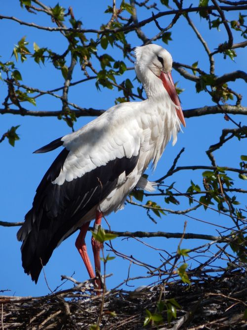 stork bird baby