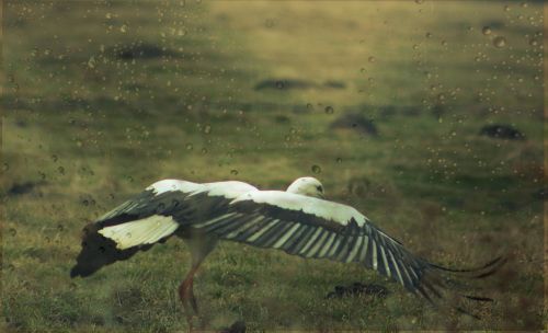 stork nature meadow