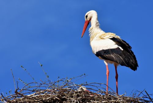 stork bird fly