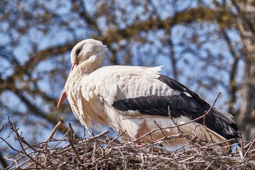 stork white nest