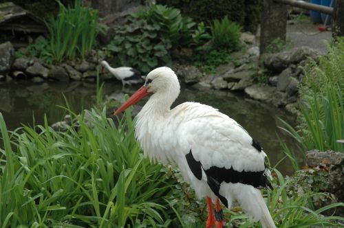 stork wildlife park alpine wildlife park