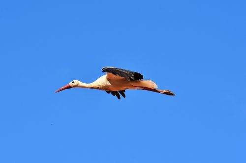 stork bird fly