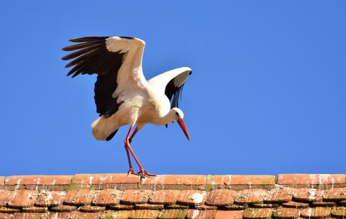 stork bird fly