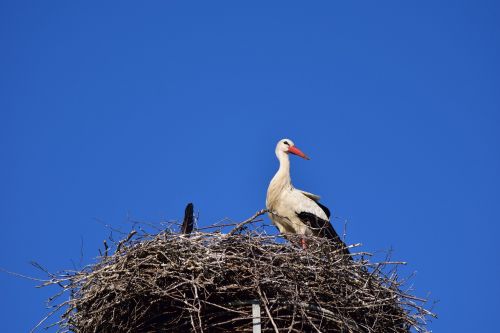 stork storchennest bird