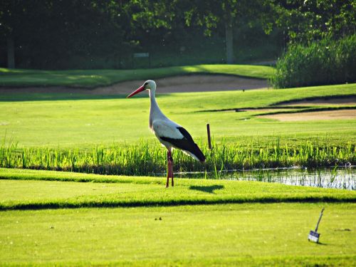 stork green bird