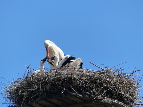 stork nest stork couple