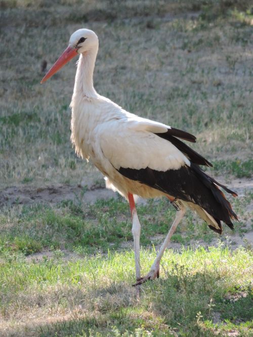 stork bird rattle stork