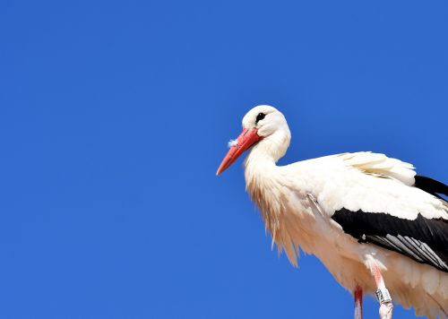 stork fly bird