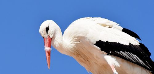 stork fly bird