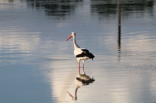 stork bird nature