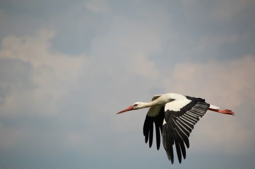 stork bird white stork