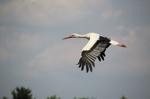 stork bird white stork