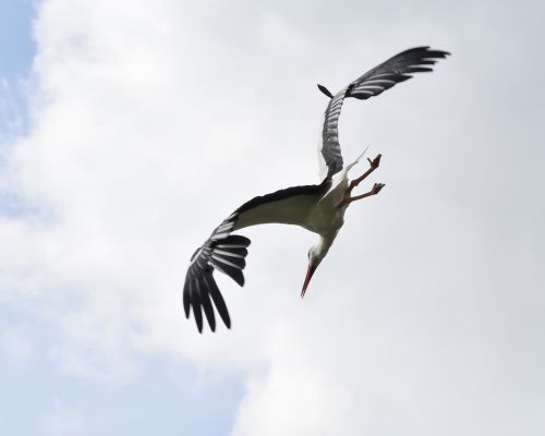 stork fly bird